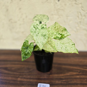 #R31 Alocasia Odora Batik - With Pup