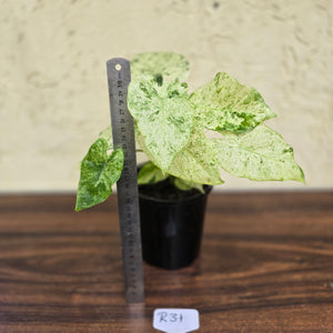 #R31 Alocasia Odora Batik - With Pup