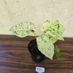 #R31 Alocasia Odora Batik - With Pup