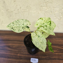 Load image into Gallery viewer, #R31 Alocasia Odora Batik - With Pup
