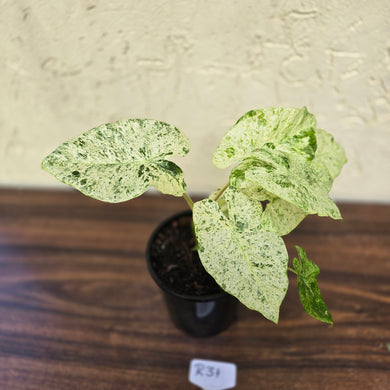 #R31 Alocasia Odora Batik - With Pup