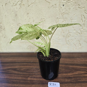 #R31 Alocasia Odora Batik - With Pup