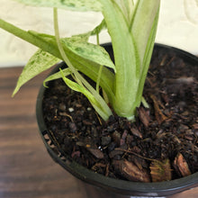 Load image into Gallery viewer, #R31 Alocasia Odora Batik - With Pup