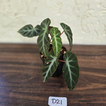 Load image into Gallery viewer, #D21 Begonia Grey Feather
