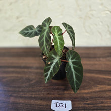 Load image into Gallery viewer, #D21 Begonia Grey Feather