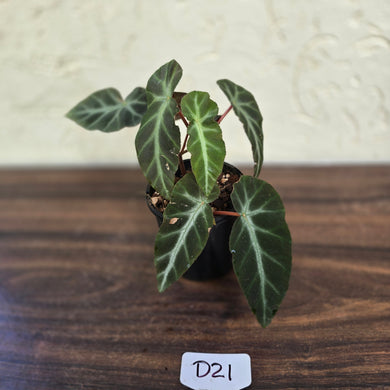 #D21 Begonia Grey Feather
