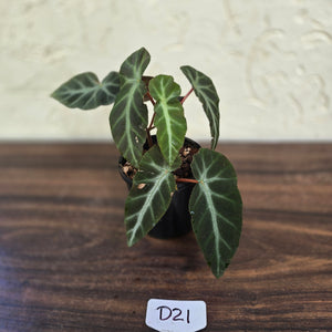 #D21 Begonia Grey Feather