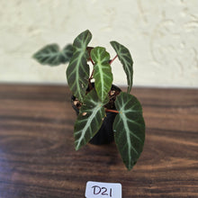 Load image into Gallery viewer, #D21 Begonia Grey Feather