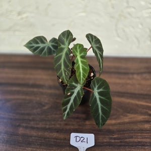 #D21 Begonia Grey Feather