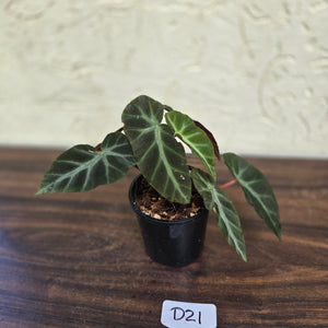 #D21 Begonia Grey Feather