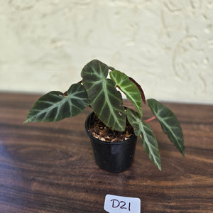 #D21 Begonia Grey Feather