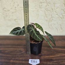 Load image into Gallery viewer, #D21 Begonia Grey Feather
