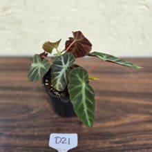 Load image into Gallery viewer, #D21 Begonia Grey Feather