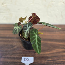 Load image into Gallery viewer, #D21 Begonia Grey Feather