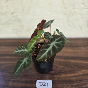 #D21 Begonia Grey Feather