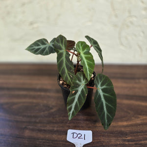 #D21 Begonia Grey Feather