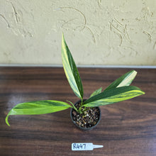 Load image into Gallery viewer, #R447 Variegated Epipremnum Amplissimum