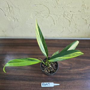 #R447 Variegated Epipremnum Amplissimum