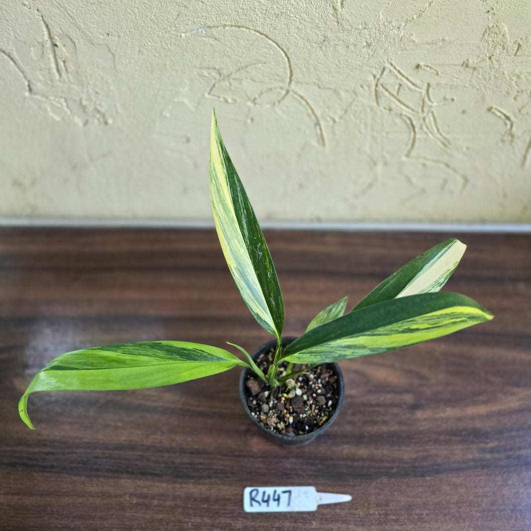#R447 Variegated Epipremnum Amplissimum