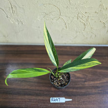 Load image into Gallery viewer, #R447 Variegated Epipremnum Amplissimum