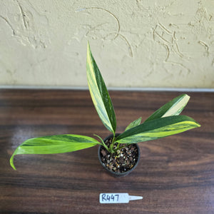 #R447 Variegated Epipremnum Amplissimum