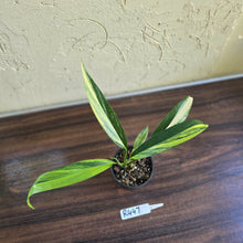 Load image into Gallery viewer, #R447 Variegated Epipremnum Amplissimum
