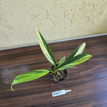 Load image into Gallery viewer, #R447 Variegated Epipremnum Amplissimum