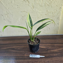 Load image into Gallery viewer, #R447 Variegated Epipremnum Amplissimum
