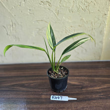 Load image into Gallery viewer, #R447 Variegated Epipremnum Amplissimum
