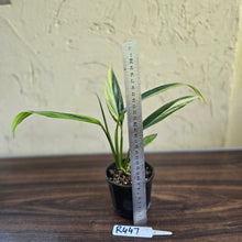 Load image into Gallery viewer, #R447 Variegated Epipremnum Amplissimum