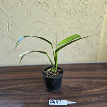 Load image into Gallery viewer, #R447 Variegated Epipremnum Amplissimum