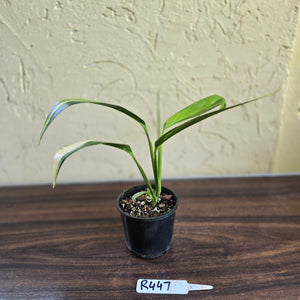 #R447 Variegated Epipremnum Amplissimum