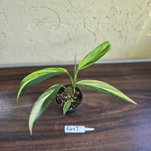 Load image into Gallery viewer, #R447 Variegated Epipremnum Amplissimum