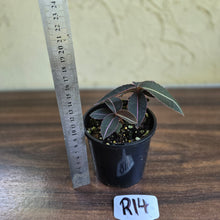 Load image into Gallery viewer, #R14 Labisia Pumila