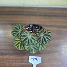Load image into Gallery viewer, #D73 Begonia Ningmingensis &#39;Bella&#39;