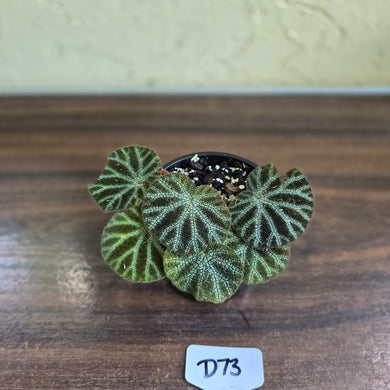 #D73 Begonia Ningmingensis 'Bella'