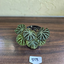 Load image into Gallery viewer, #D73 Begonia Ningmingensis &#39;Bella&#39;