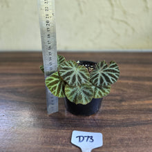Load image into Gallery viewer, #D73 Begonia Ningmingensis &#39;Bella&#39;