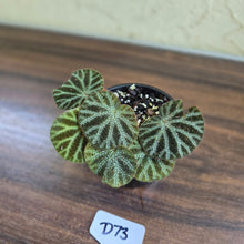 Load image into Gallery viewer, #D73 Begonia Ningmingensis &#39;Bella&#39;