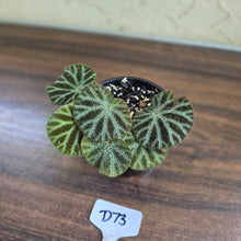 Load image into Gallery viewer, #D73 Begonia Ningmingensis &#39;Bella&#39;