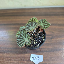 Load image into Gallery viewer, #D73 Begonia Ningmingensis &#39;Bella&#39;