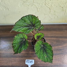 Load image into Gallery viewer, #R245 Begonia Unknown