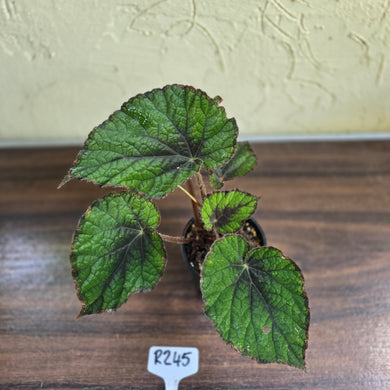 #R245 Begonia Unknown