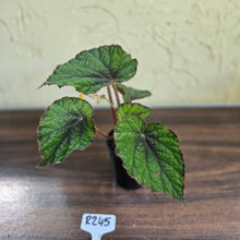 Load image into Gallery viewer, #R245 Begonia Unknown