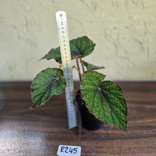 Load image into Gallery viewer, #R245 Begonia Unknown