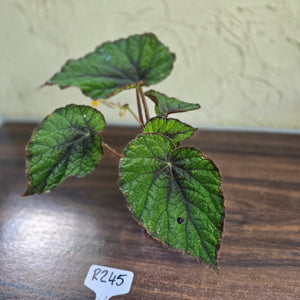 #R245 Begonia Unknown