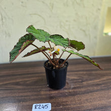 Load image into Gallery viewer, #R245 Begonia Unknown