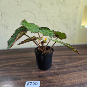 #R245 Begonia Unknown
