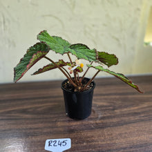 Load image into Gallery viewer, #R245 Begonia Unknown