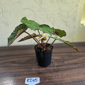 #R245 Begonia Unknown